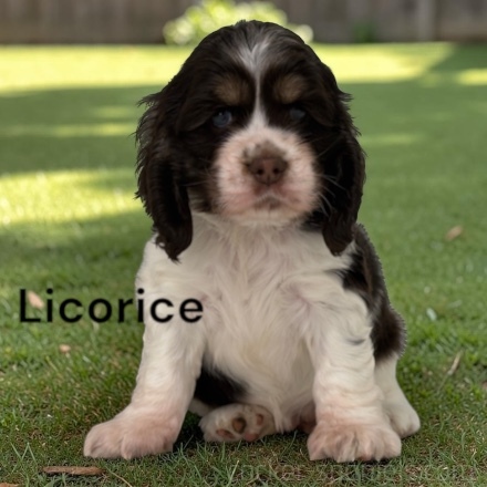 puppy, for, sale, Cocker Spaniel, Joe & Cherri  Overlease, dog, breeder, Miller, MO, dog-breeder, puppy-for-sale, forsale, nearby, find, puppyfind, locator, puppylocator, aca